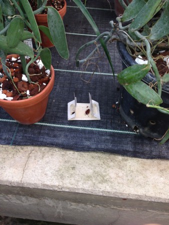 Schaben im Botanischen- Garten